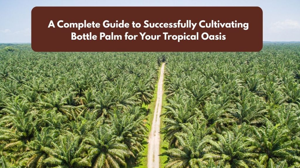 A Complete Guide to Successfully Cultivating Bottle Palm for Your Tropical Oasis