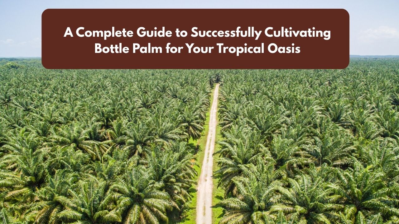 A Complete Guide to Successfully Cultivating Bottle Palm for Your Tropical Oasis