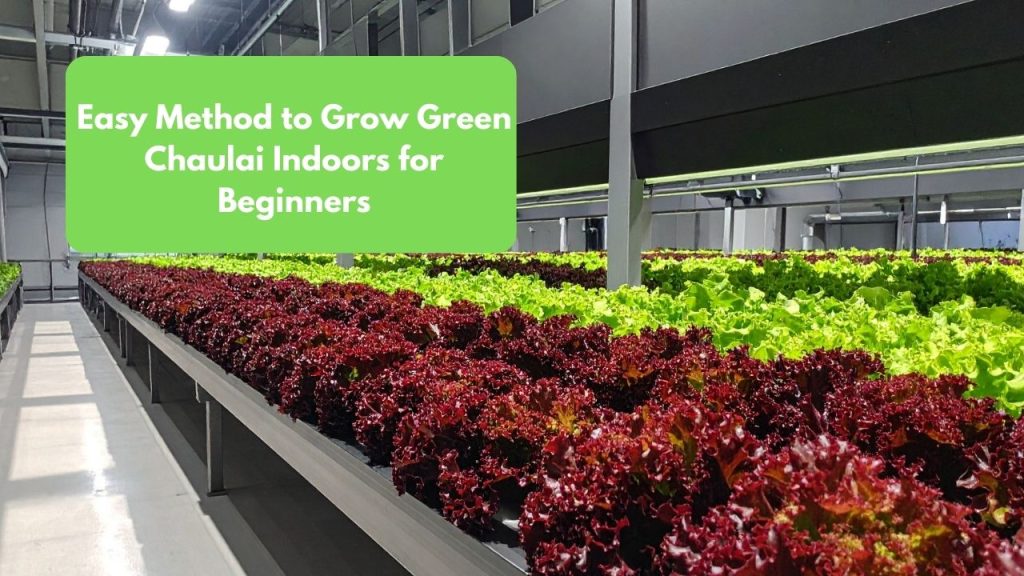 Easy Method to Grow Green Chaulai Indoors for Beginners