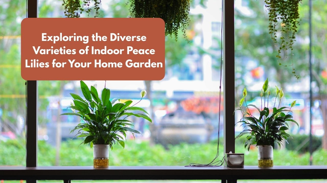 Exploring the Diverse Varieties of Indoor Peace Lilies for Your Home Garden