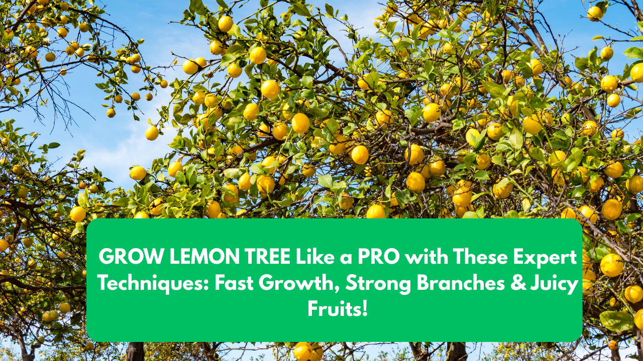 GROW LEMON TREE Like a PRO with These Expert Techniques: Fast Growth, Strong Branches & Juicy Fruits!