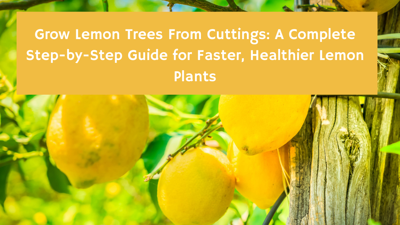 Grow Lemon Trees From Cuttings: A Complete Step-by-Step Guide for Faster, Healthier Lemon Plants