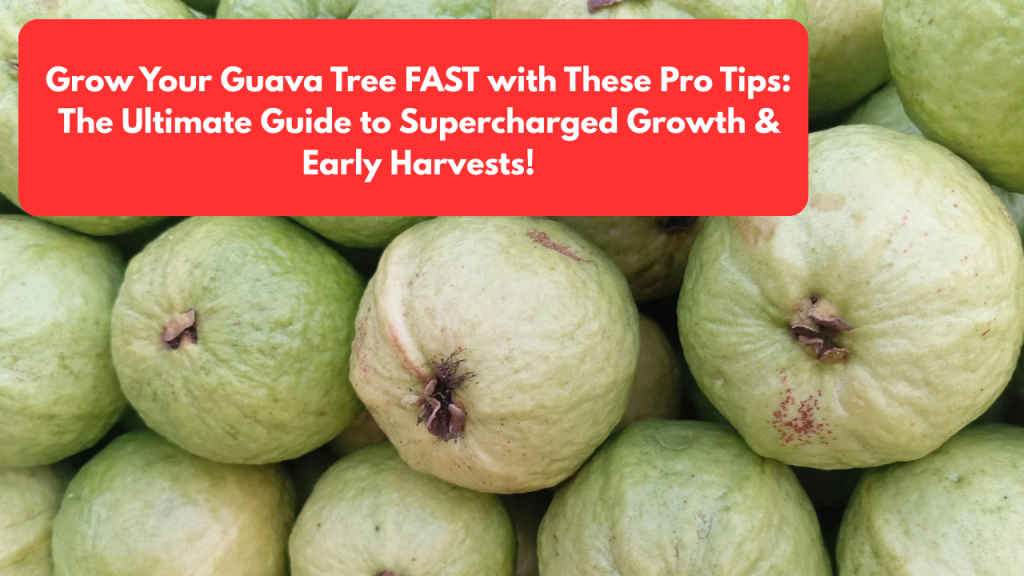 Grow Your Guava Tree FAST with These Pro Tips: The Ultimate Guide to Supercharged Growth & Early Harvests!