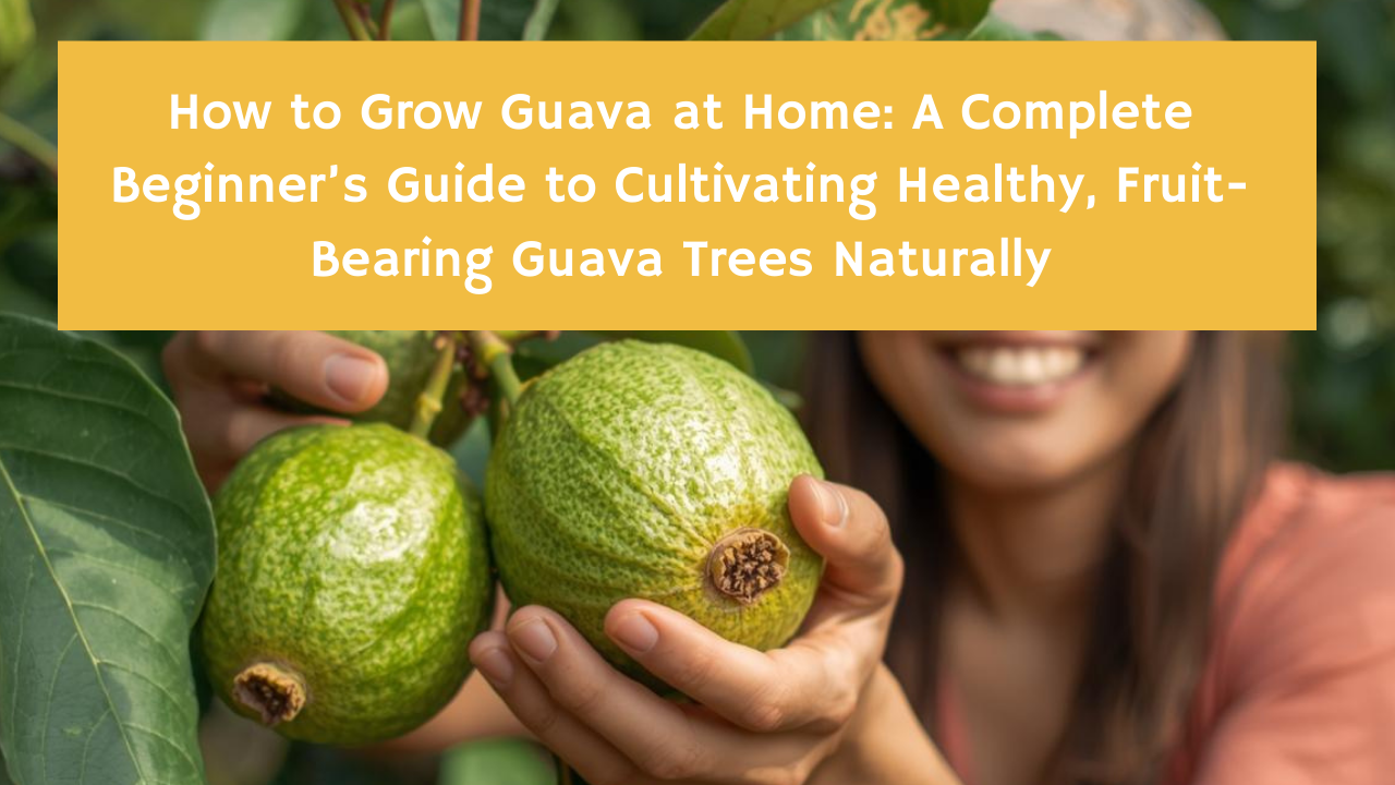 How to Grow Guava at Home: A Complete Beginner’s Guide to Cultivating Healthy, Fruit-Bearing Guava Trees Naturally