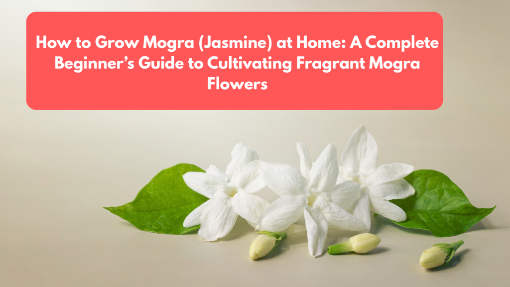 How to Grow Mogra (Jasmine) at Home: A Complete Beginner’s Guide to Cultivating Fragrant Mogra Flowers