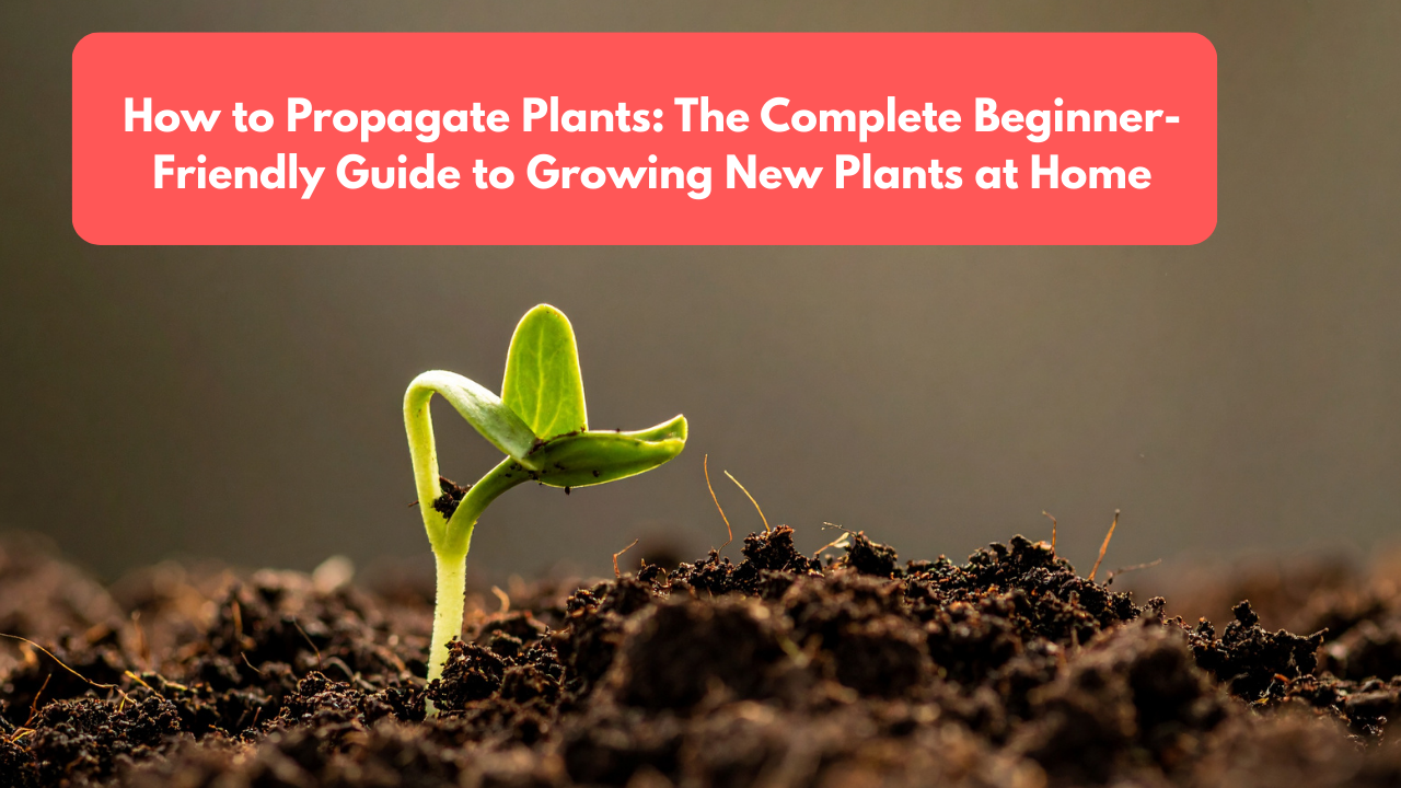 How to Propagate Plants: The Complete Beginner-Friendly Guide to Growing New Plants at Home