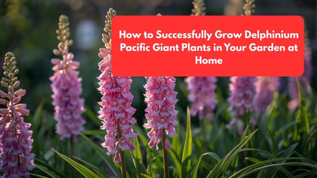 How to Successfully Grow Delphinium Pacific Giant Plants in Your Garden at Home