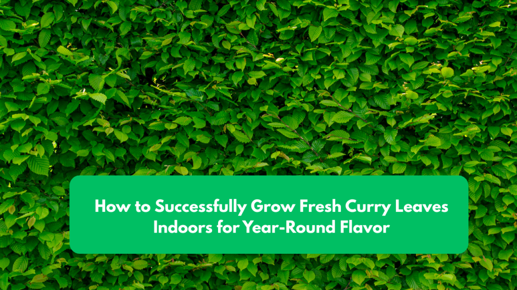 How to Successfully Grow Fresh Curry Leaves Indoors for Year-Round Flavor