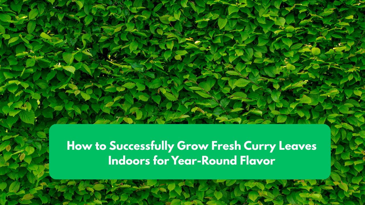 How to Successfully Grow Fresh Curry Leaves Indoors for Year-Round Flavor