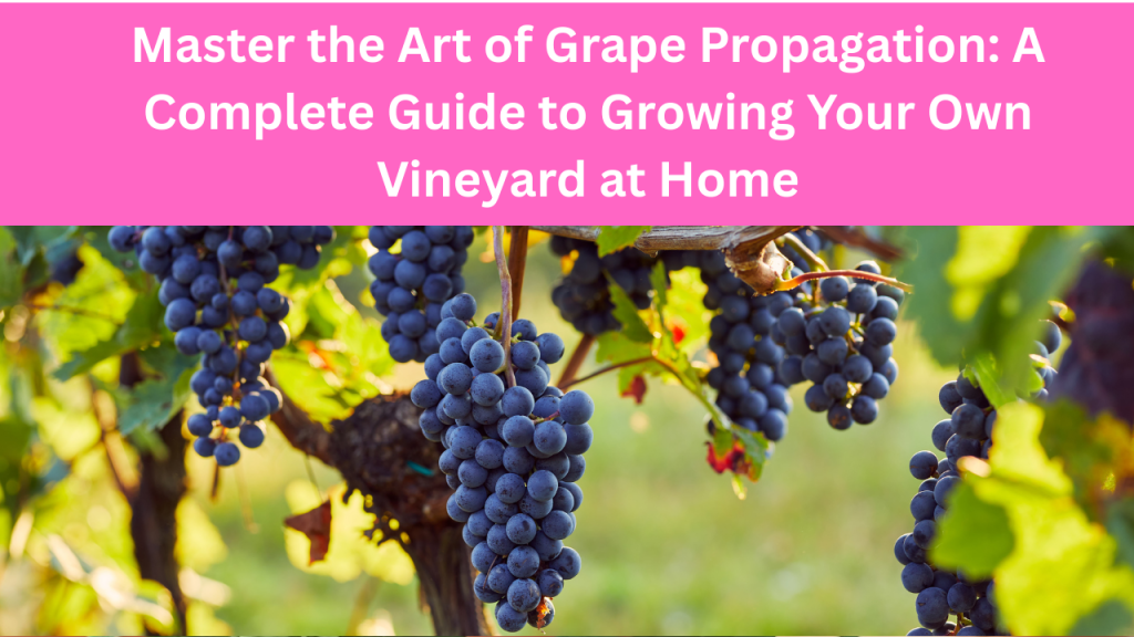 Grape Propagation, Growing Grapes at Home, Vineyard Gardening, Fruit Vine Care, Beginner Fruit Gardening, Home Grape Growing