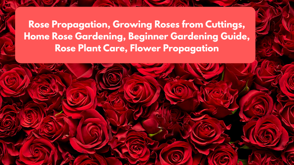 Rose Flowers, Growing Roses at Home, Rose Plant Care, Flower Gardening Guide, Home Garden Roses, Rose Propagation