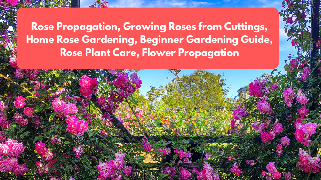 Rose Propagation, Growing Roses from Cuttings, Home Rose Gardening, Beginner Gardening Guide, Rose Plant Care, Flower Propagation