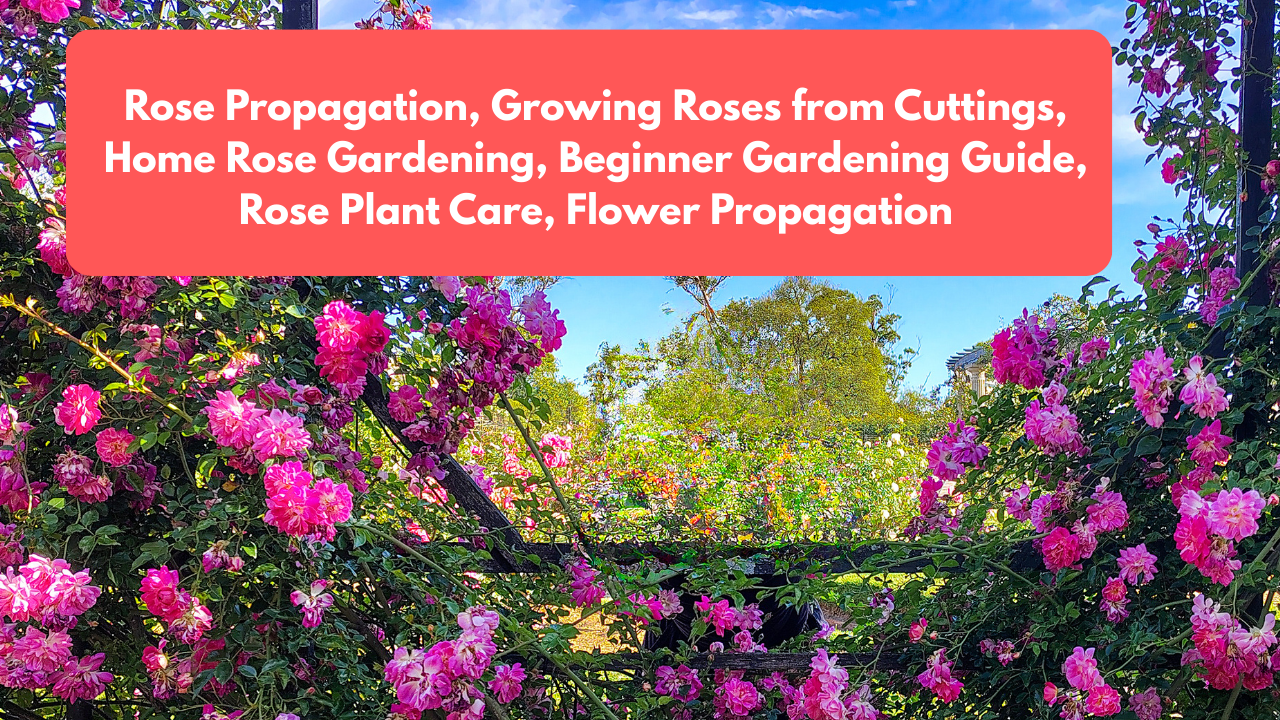 Rose Propagation, Growing Roses from Cuttings, Home Rose Gardening, Beginner Gardening Guide, Rose Plant Care, Flower Propagation