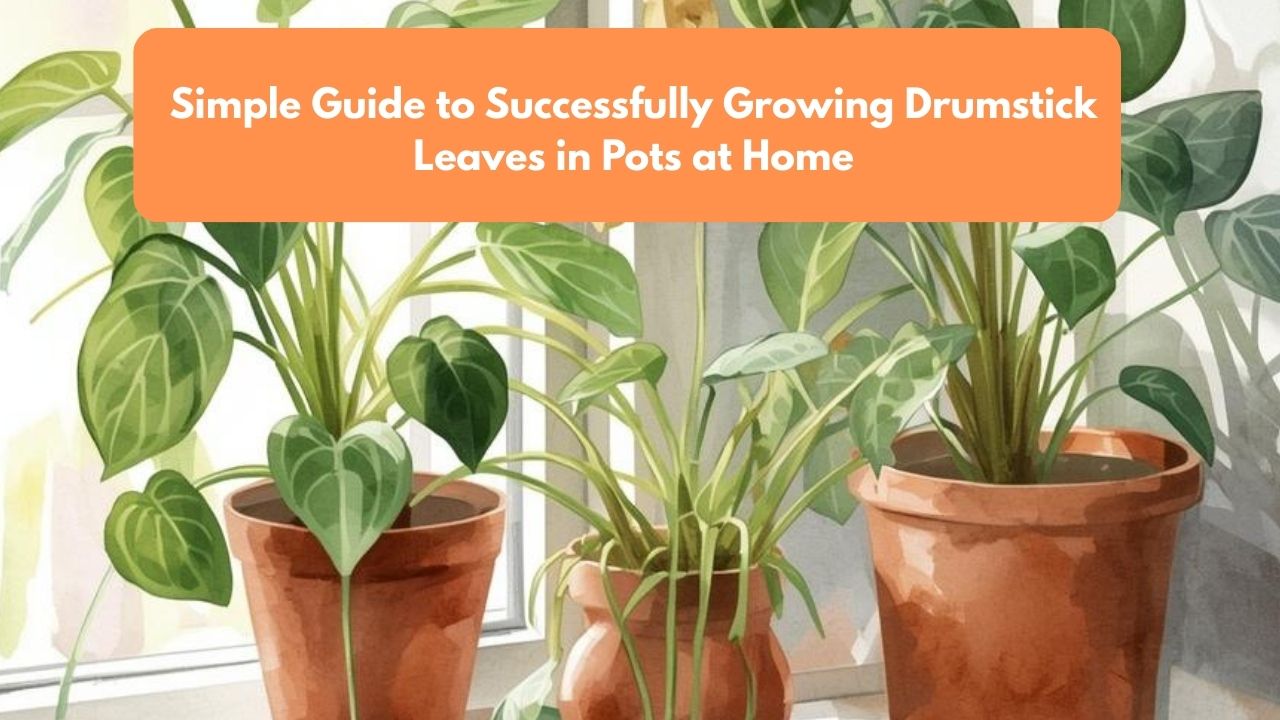 Simple Guide to Successfully Growing Drumstick Leaves in Pots at Home